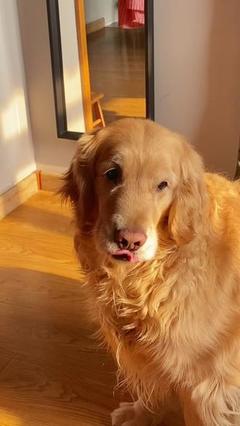 寵物寄養服務 安心托付，溫馨相伴