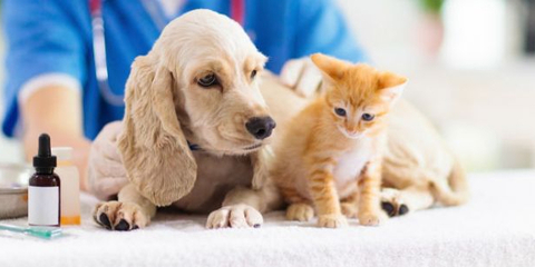 寵物經濟火熱 產業規模持續增長，服務領域成新藍海