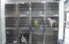 寵物服務 提升寵物生活品質的全面指南