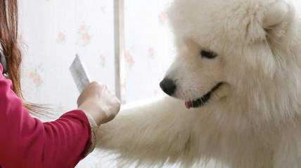 “寵物經(jīng)濟(jì)”也瘋狂 掘金千億藍(lán)海，寵物服務(wù)如何引領(lǐng)消費(fèi)新風(fēng)尚？