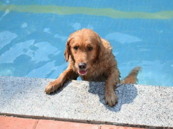 天河寵訓 專業狗狗訓犬基地，上門接送打造無憂訓練體驗