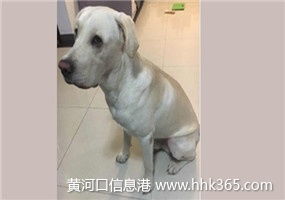 嚴格執行來料檢驗標準，保障寵物托運服務質量與安全