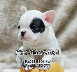 鈴鐺犬舍 專業繁殖法斗幼犬，上門看狗與全面售后保障的安心之選