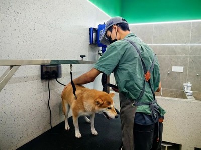 青浦首店！這家寵物樂園有點不一樣~ 解鎖寵物服務新體驗