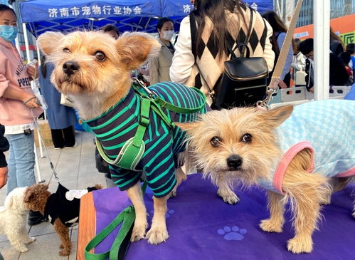 濟南首家寵物公益領(lǐng)養(yǎng)中心正式開放，開啟愛心領(lǐng)養(yǎng)與專業(yè)服務(wù)新篇章