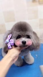 深圳寵物服務(wù)新風尚 上門寵物美容，為您的狗狗打造專屬星級體驗